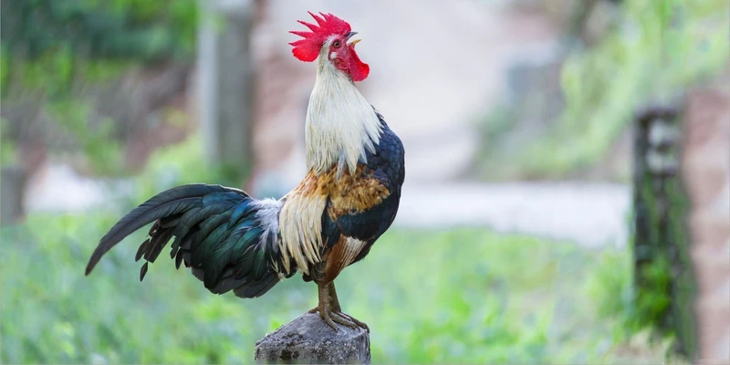 Cách chăm gà chọi